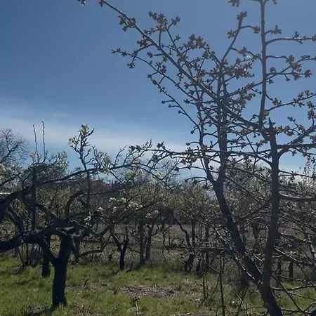 Monte Arso -etna Sud Est- *